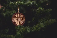 Fresh Christmas Trees Ornament on Evergreen Branch