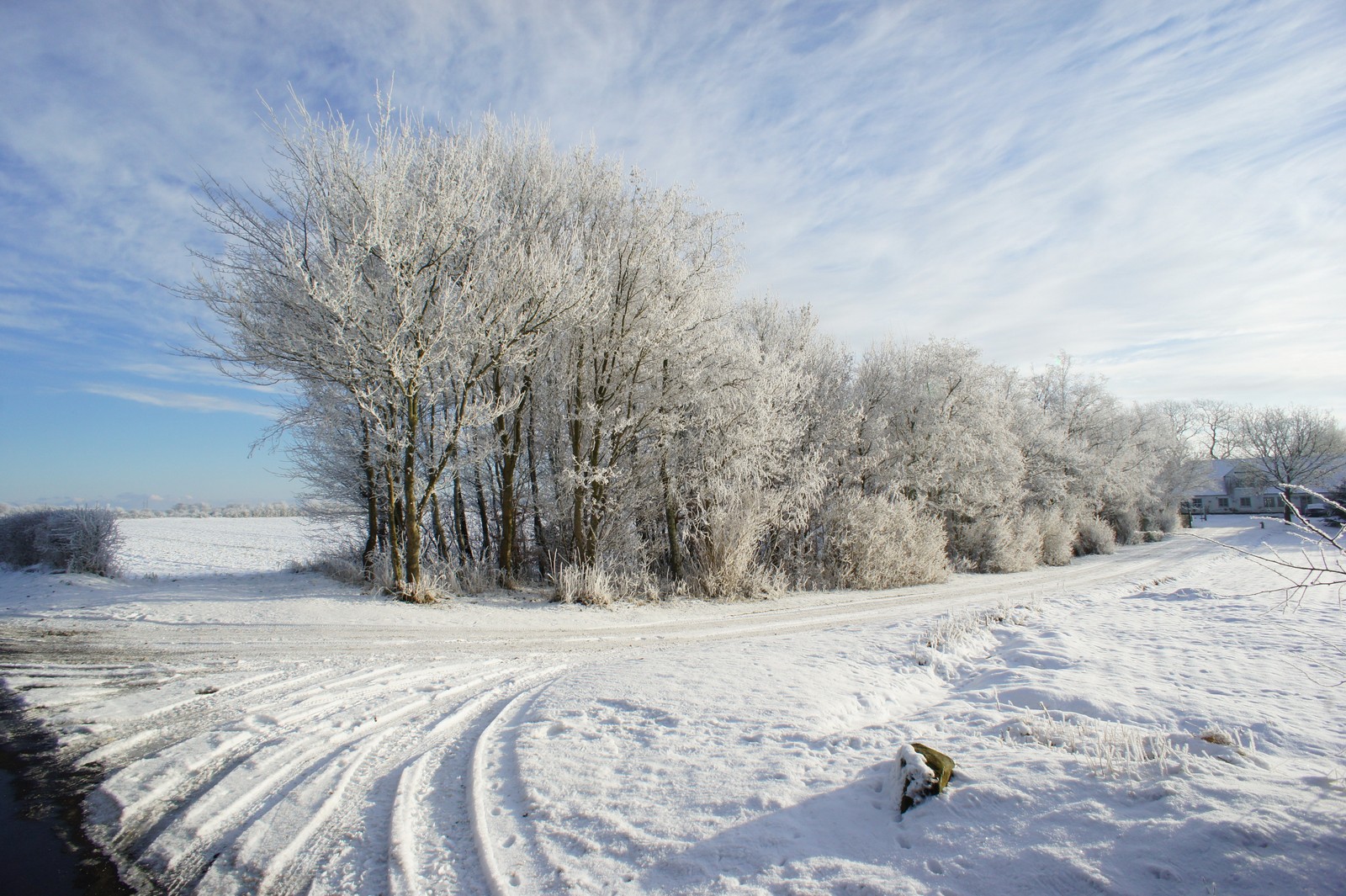 winter, snow, tree, freezing, frost wallpaper