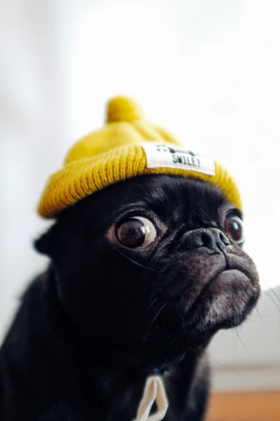 Adorável filhote de pug preto com um gorro amarelo