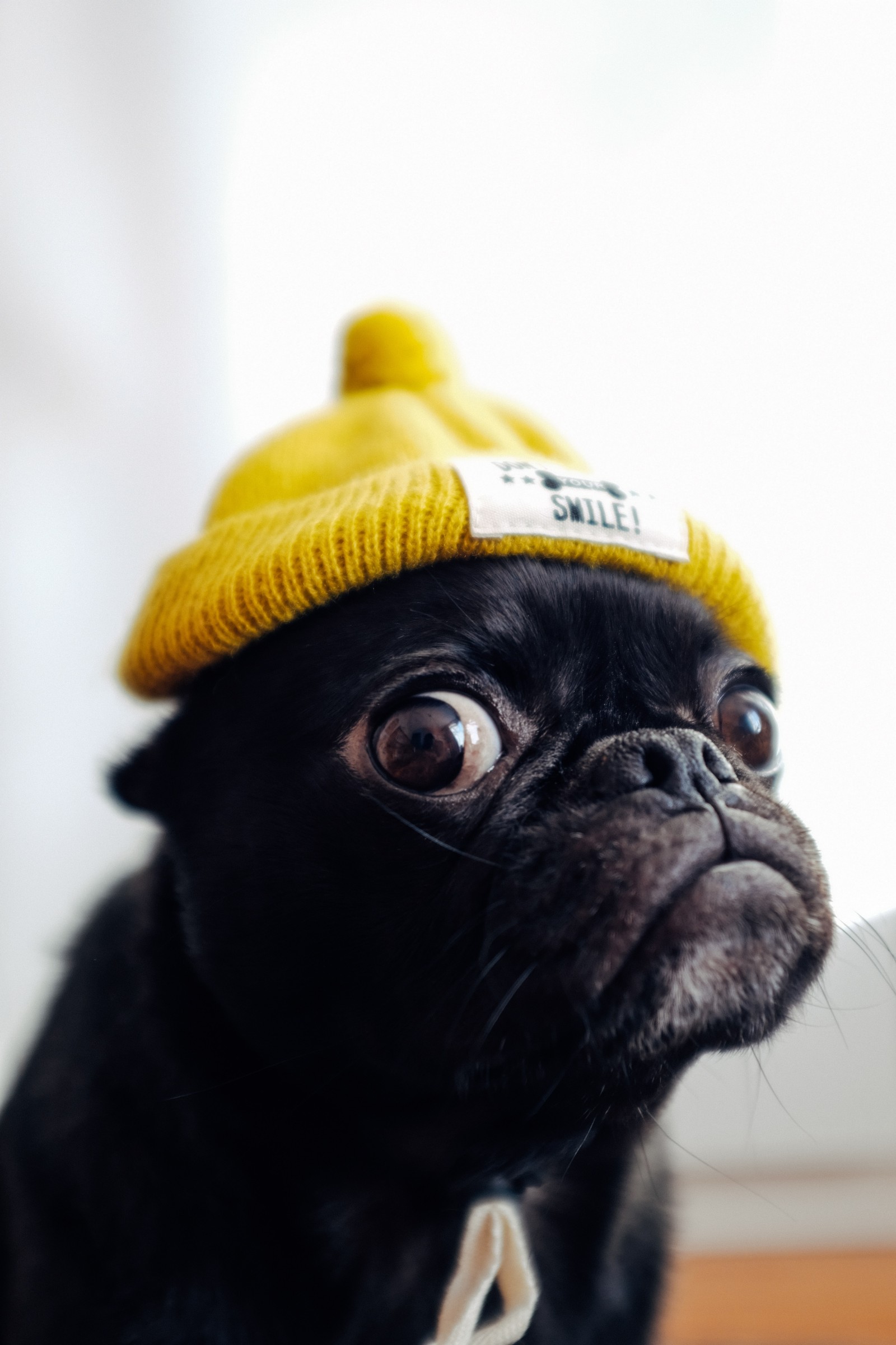 Araffe wearing a yellow hat and looking up at the camera (pug, puppy, dog, canidae, yellow)