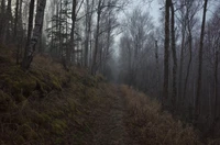 Sentier brumeux à travers un bois d'automne