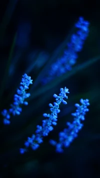 Flores de lavanda azul elétrico em luz suave