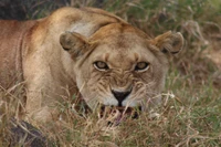 Intensiver Blick einer Masai-Löwin in der afrikanischen Wildnis