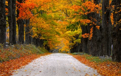 Sendero de otoño a través de un bosque vibrante