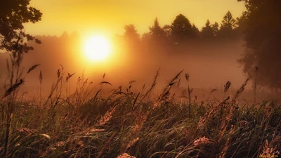 Amanhecer dourado sobre prado nevoento