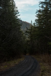 Caminho sereno através de uma floresta de coníferas temperada