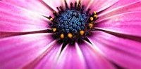 Close-up de uma vibrante flor de margarida rosa, exibindo pétalas intrincadas e um centro azul marcante com estames amarelos, perfeito para a beleza floral da primavera.