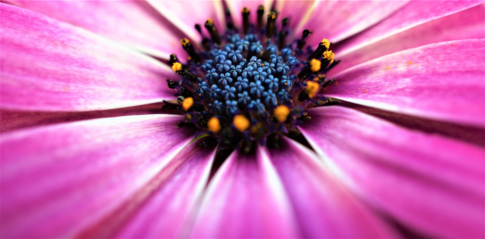 Um close de uma flor rosa com estames amarelos (margarida rosa, close up, macro, flores rosas, primavera)