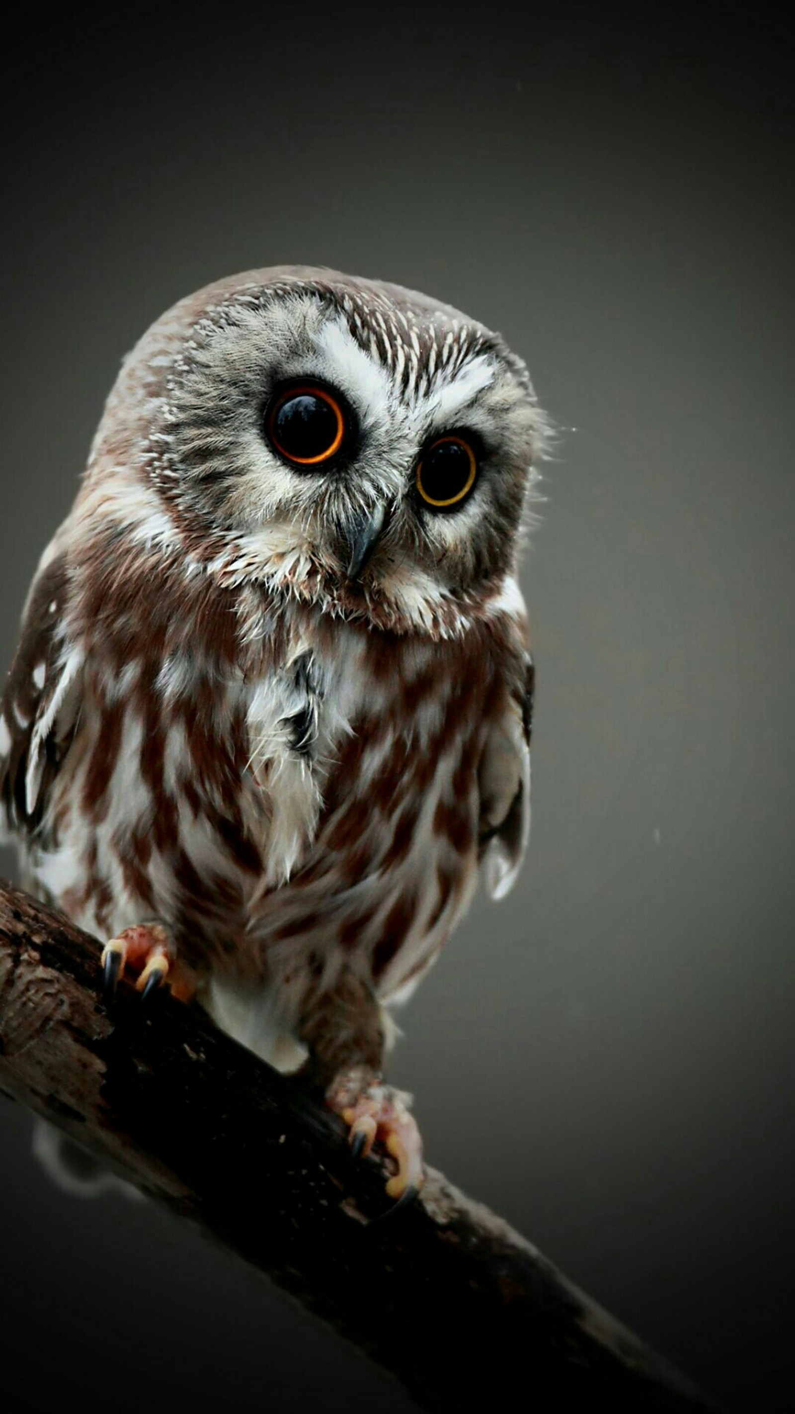 There is a small owl sitting on a branch with a dark background (animal, cute, owl)