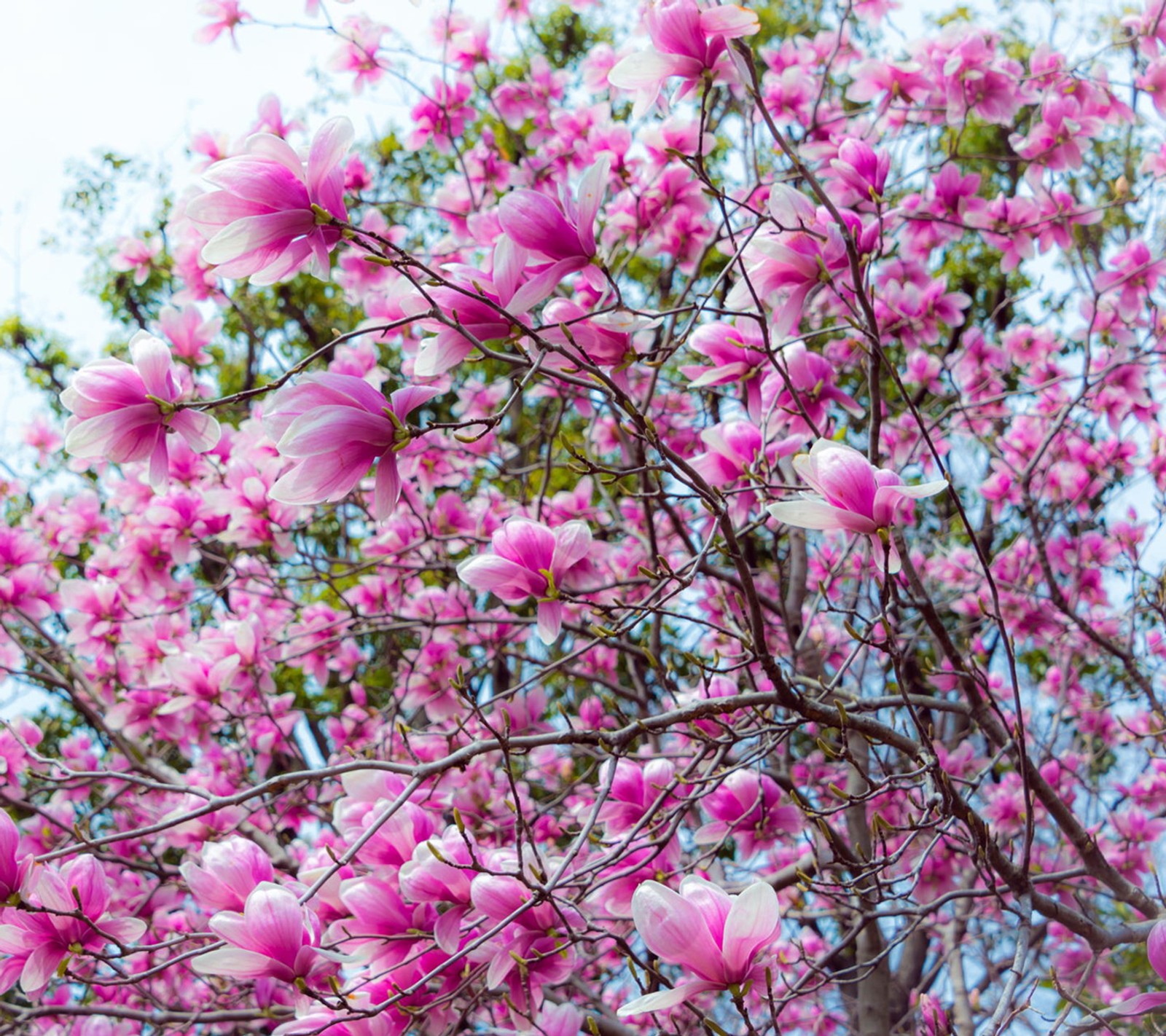 Um close de uma árvore com flores rosas ao fundo (magnólia, primavera)