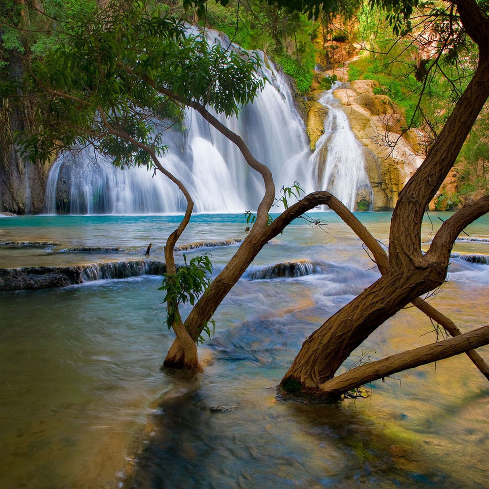 Los árboles crecen en el agua cerca de una cascada (paisaje, naturaleza, cascadas)