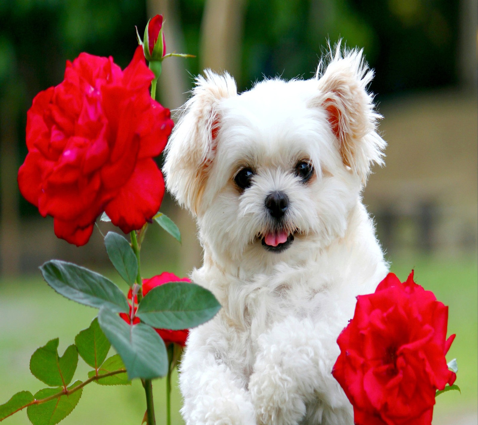 Ein kleiner weißer hund sitzt neben einer roten rose. (tiere, niedlich, hund, welpe)