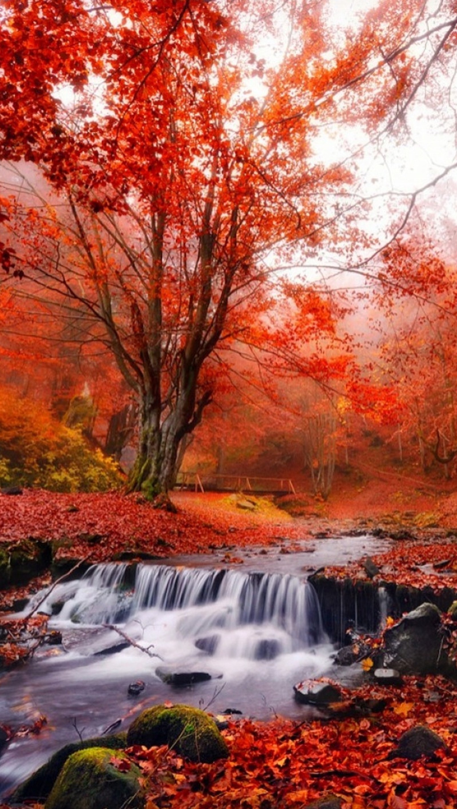 Scène d'automne d'un ruisseau dans une forêt avec des feuilles rouges (chutes, nature, rouge, flueve)