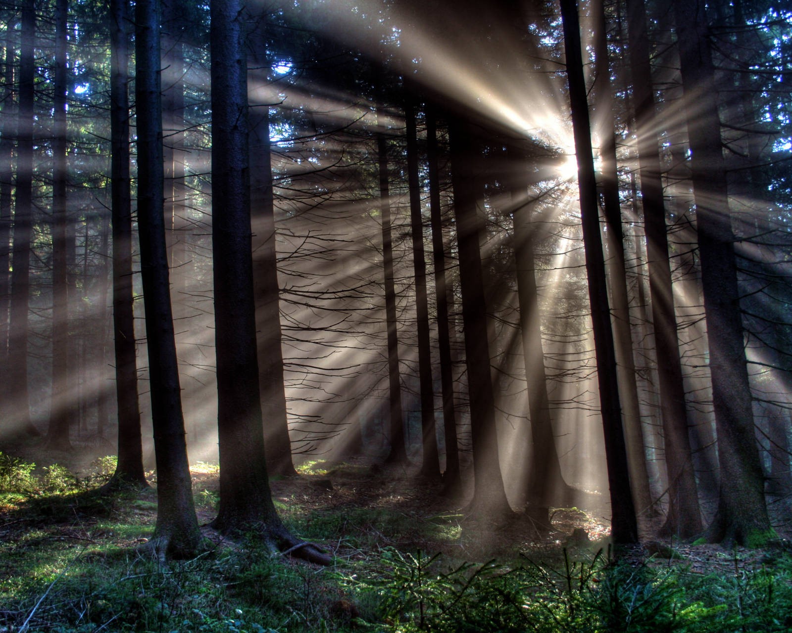 Luz do sol brilhando através das árvores em uma floresta com grama verde (alvorada, verde, luz, misterioso, sol)