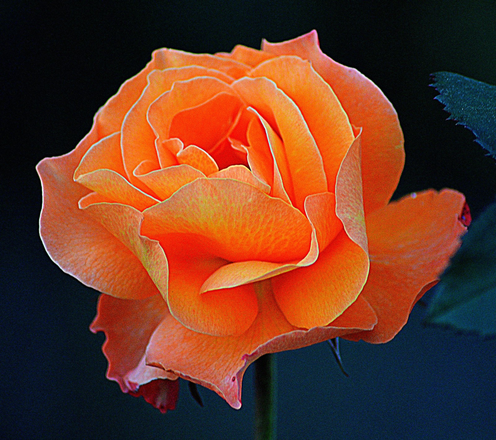 There is a close up of a rose flower with a dark background (flower, orange, rose)