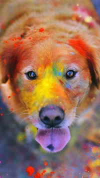 color, dog, friend wallpaper