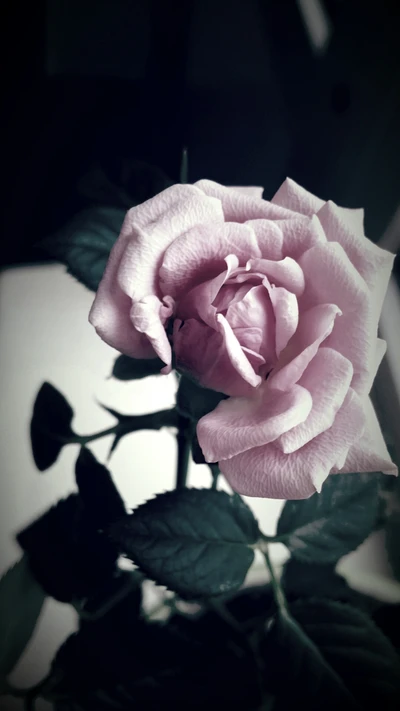 Elegant Pink Rose in Soft Focus