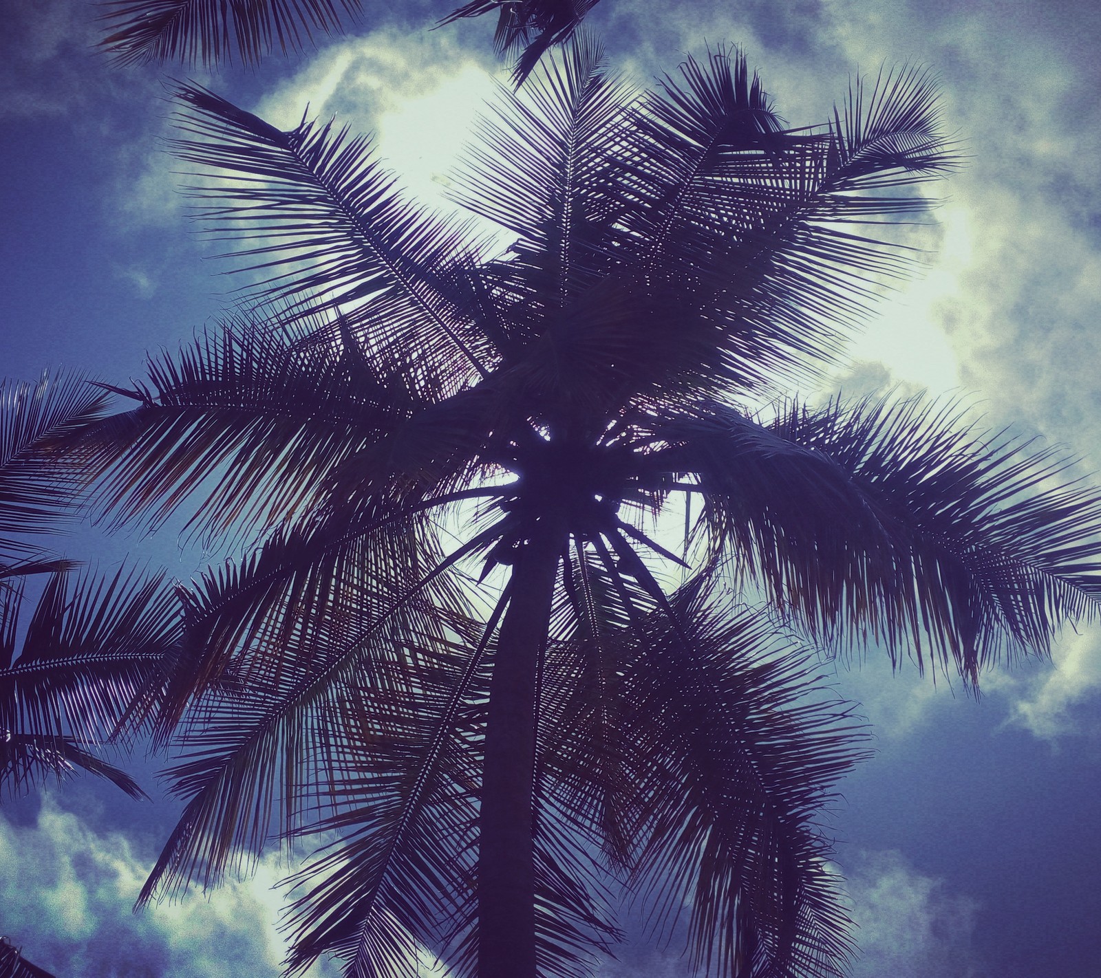 Lade blauer himmel, wolken, kokosnuss, schatten, himmel Hintergrund herunter