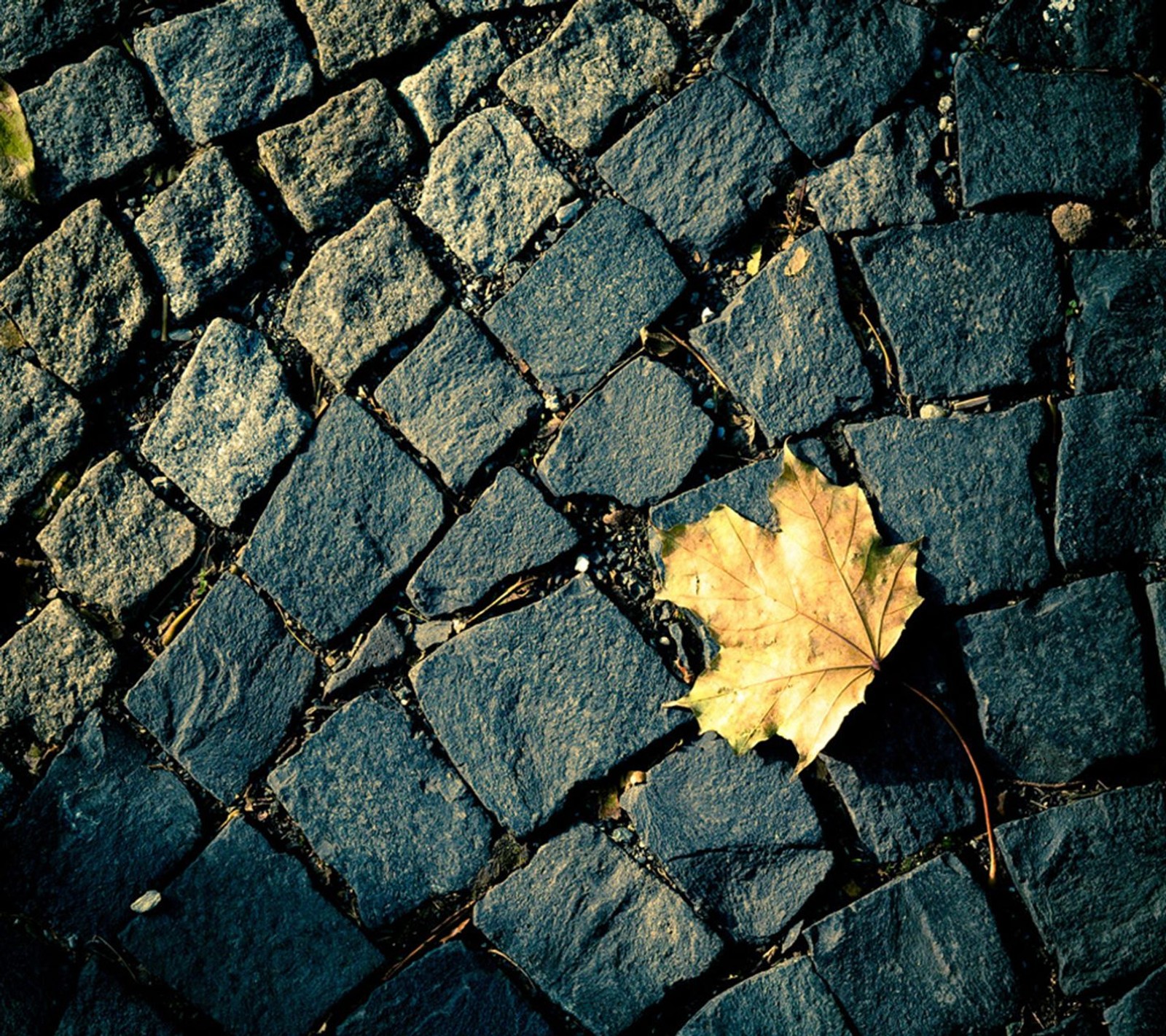 Arabisches blatt auf einem kopfsteinpflasterweg mit einem gelben blatt (herbst, blatt, natur, neu, nett)