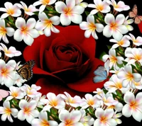 butterfly, cute, flowers, red rose wallpaper