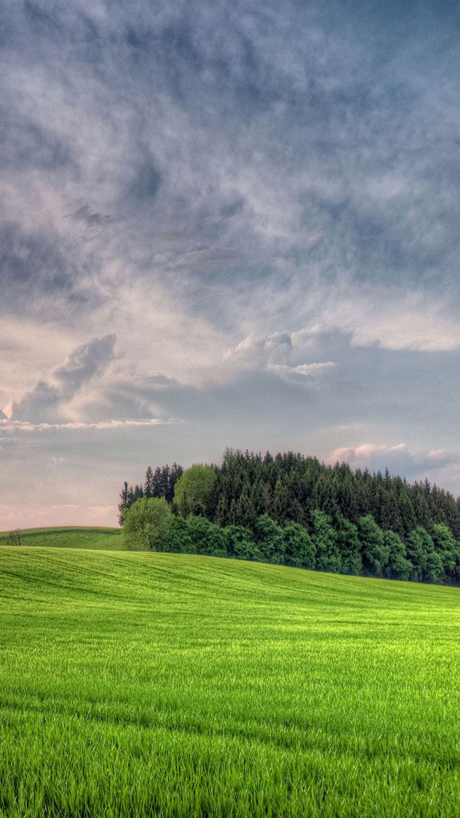 Há uma árvore solitária em um campo de grama verde (grama, verde)