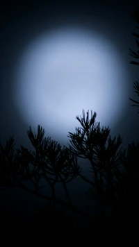 blue, moonlight wallpaper