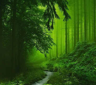 Forêt verte luxuriante avec un ruisseau serein