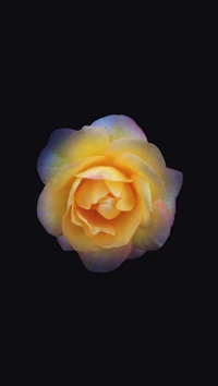 bloomed, dark, flower, photoshop, yellow wallpaper