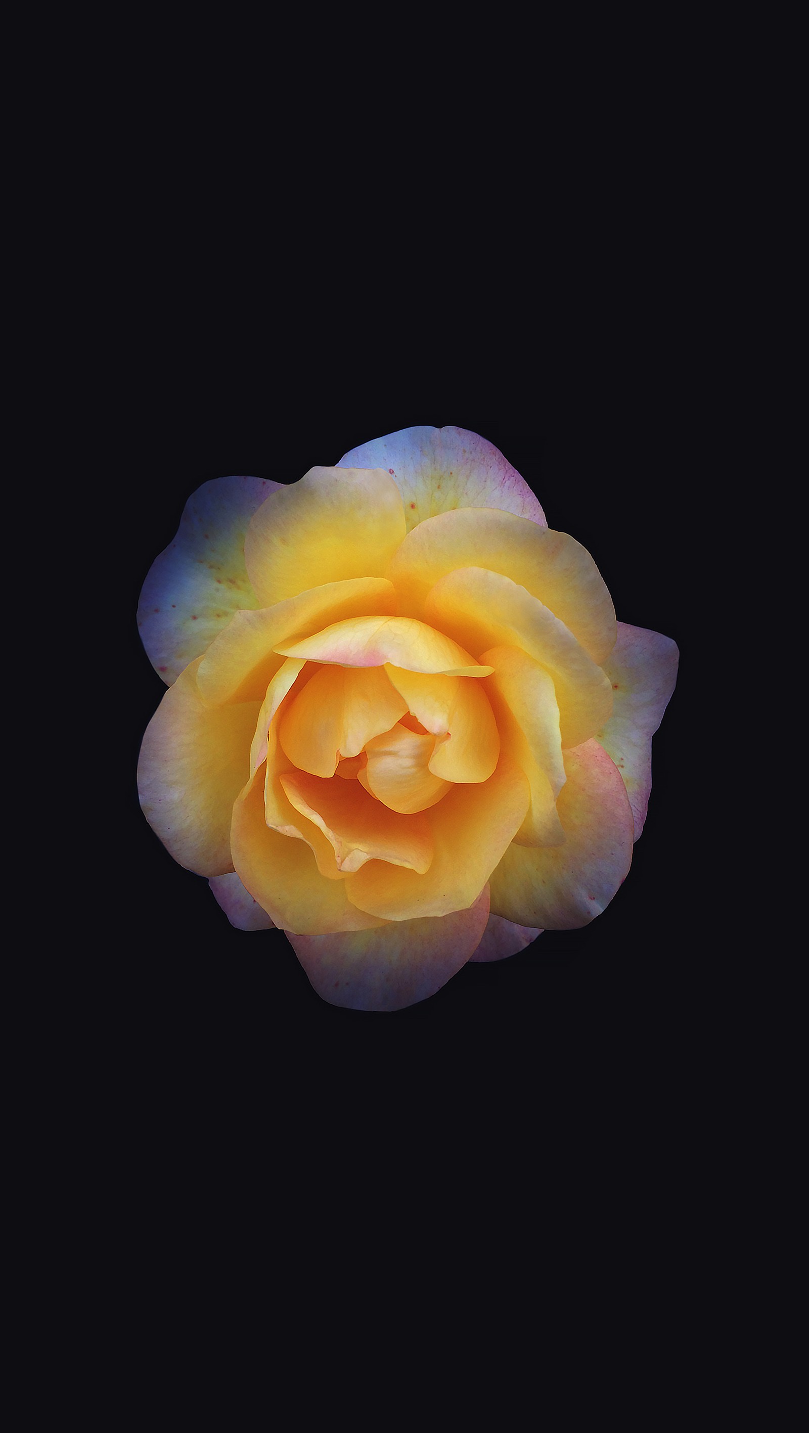 Rose jaune avec un centre bleu sur fond noir (bloomed, sombre, fleur, photoshop, jaune)