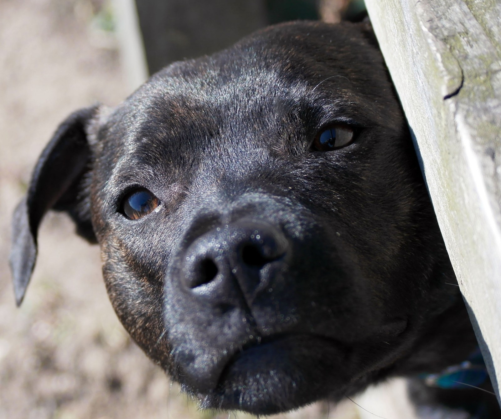 Скачать обои бультерьер, милый, собака, staffie