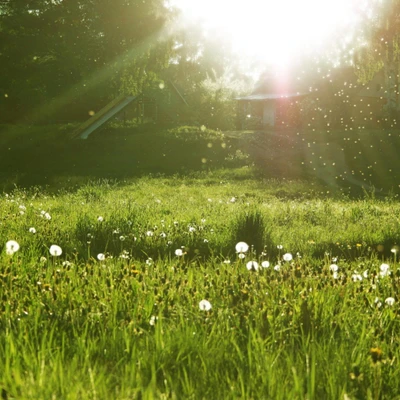 grama, verde, paisagem, natureza, sol