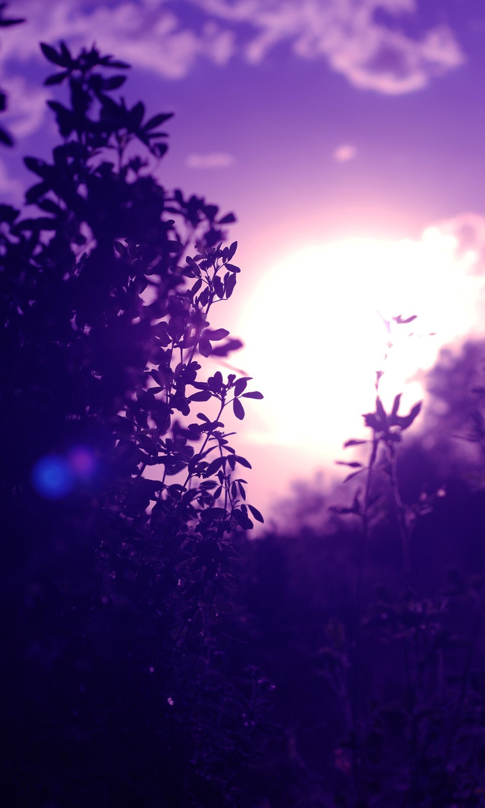 Arafed view of a tree with the sun in the background (blue, clouds, fahadnoor090, flowers, galaxy)