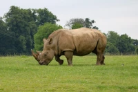 Black Rhinoceros Grazing in a Grassland National Park