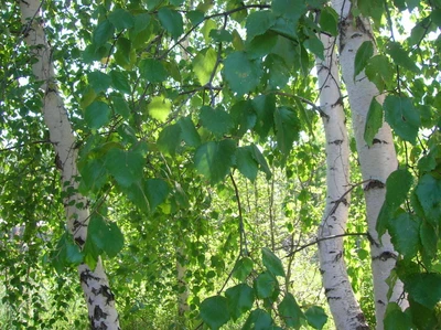 Hojas verdes exuberantes de abedul plateado en primavera.