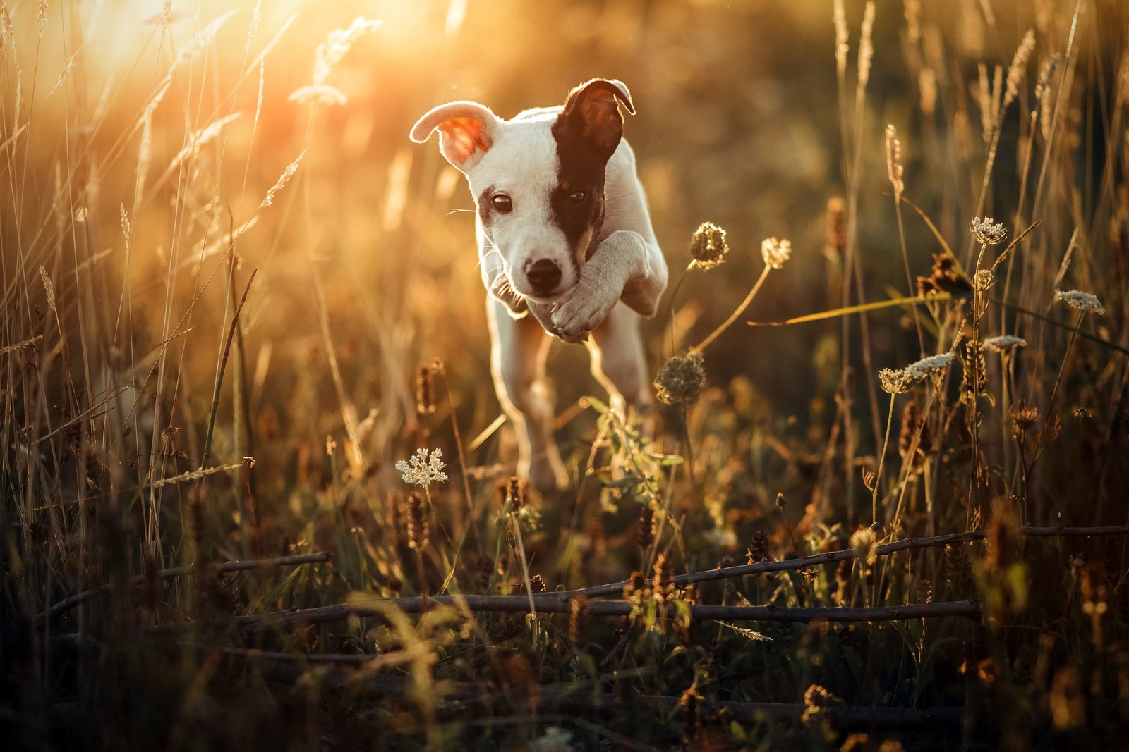 Hay un perro que está de pie en la hierba con el sol detrás de él. (pasto, perro, raza de perro, cachorro, ligero)