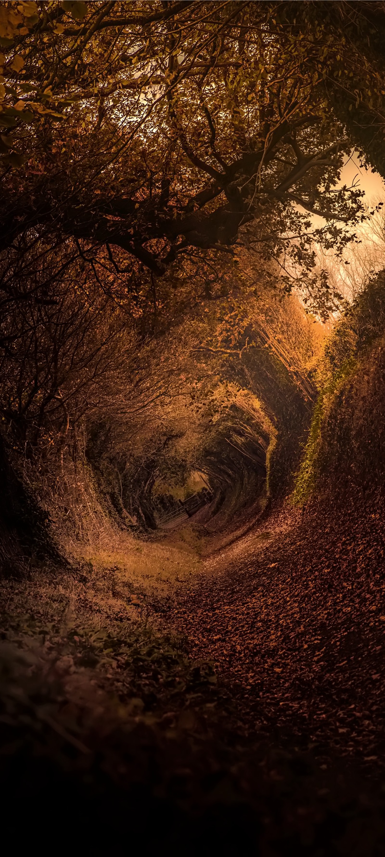 Il y a un tunnel entouré d'arbres et de feuilles (le hobbit, art, peinture, arts visuels, peinture artistique)