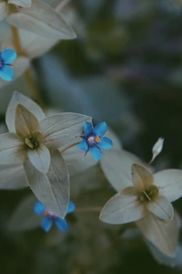 flor, pétalo, planta floreciendo, azul, planta