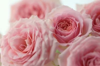 Delicate Pink Garden Roses: A Floral Bouquet of Cabbage Roses in Full Bloom.