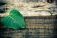 Heart-shaped Leaf on Rustic Wood: A Symbol of Love and Nature.