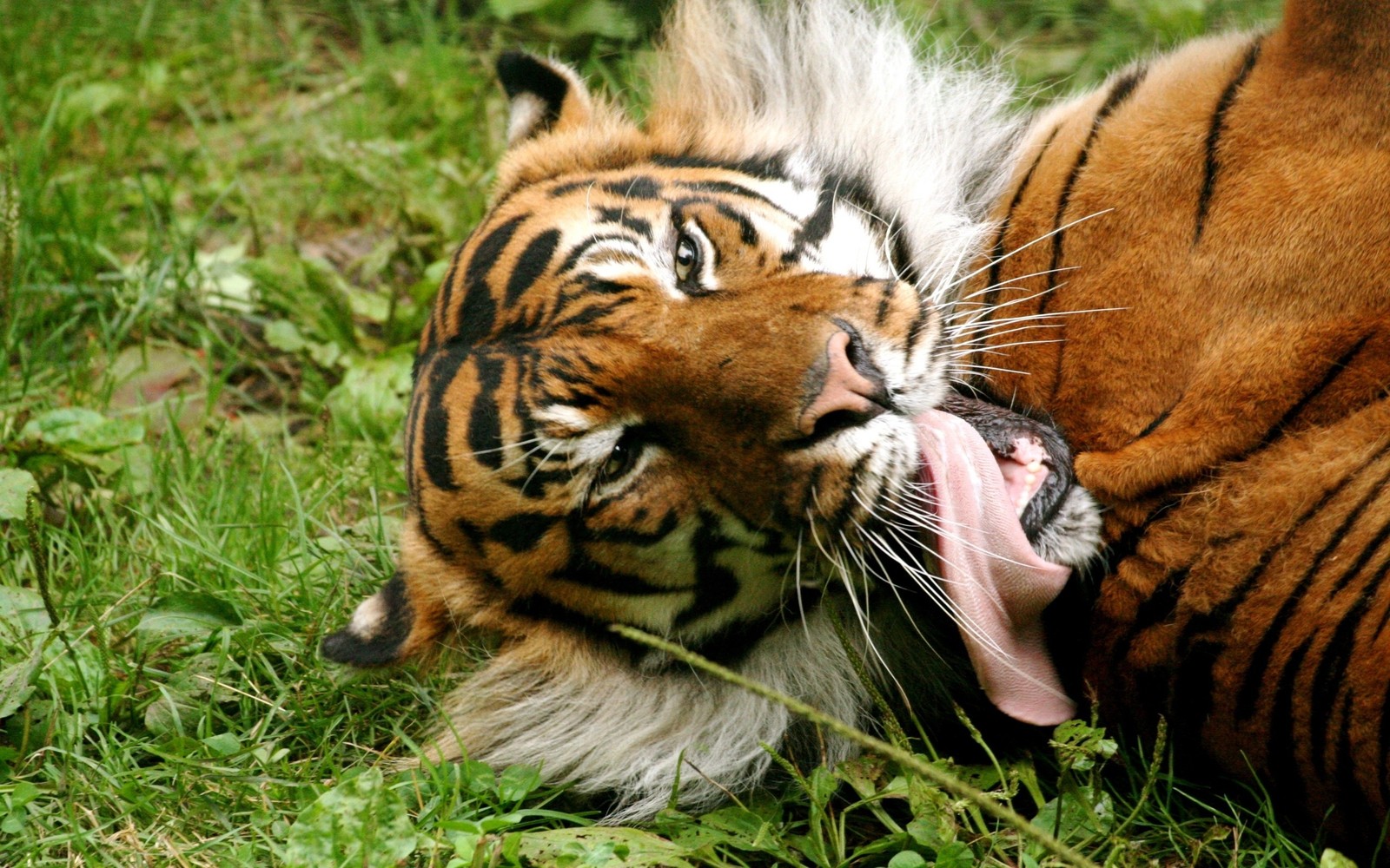 Ein tiger liegt im gras (bengalischer tiger, weißer tiger, wildleben, landsäugetier, sibirischer tiger)