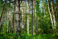 Taiga siberiana: Un exuberante bosque de abetos y píceas de crecimiento antiguo.