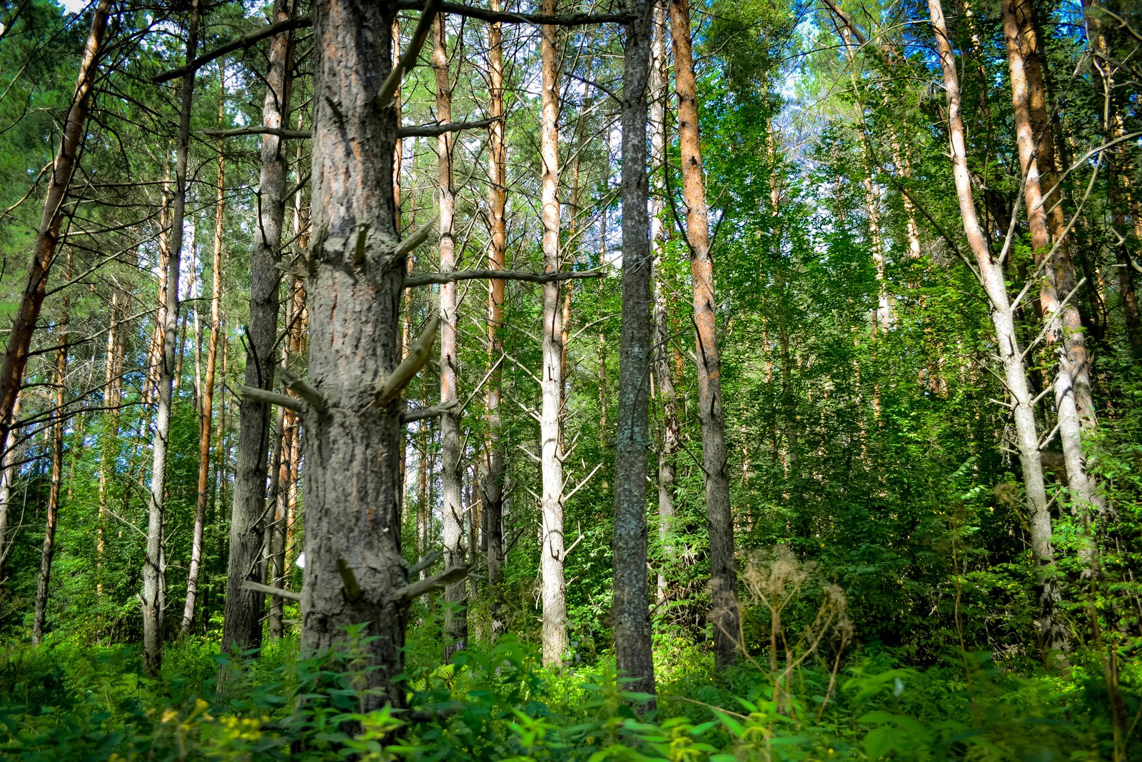 There is a tall tree in the middle of a forest (siberia, taiga, tree, forest, northern hardwood forest)