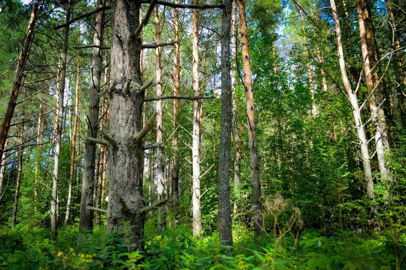 В центре леса стоит высокое дерево (сибирь, siberia, тайга, дерево, лес)