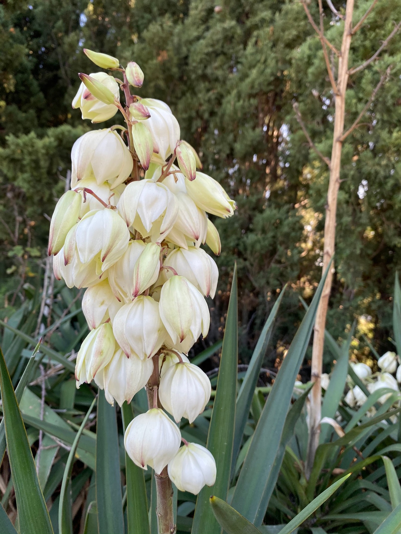 There is a large white flower that is growing in the garden (flower, flowering plant, science, physics, biology)