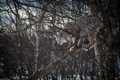 Lince eurasiano posado em um galho de árvore, misturando-se ao seu habitat natural cercado por galhos nus.