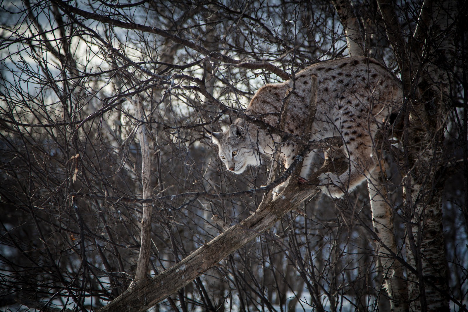 Baixar papel de parede lince euroasiático, felidae, felino grande, wolverine, fauna