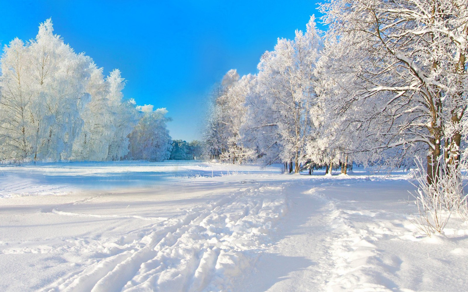 winter, snow, tree, freezing, frost Download Wallpaper