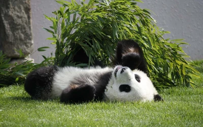 Panda gigante juguetón relajándose entre bambú