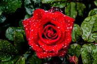 Vibrant red hybrid tea rose glistening with droplets on lush green leaves.