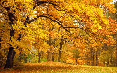 осень, дерево, природа, лист, лиственные